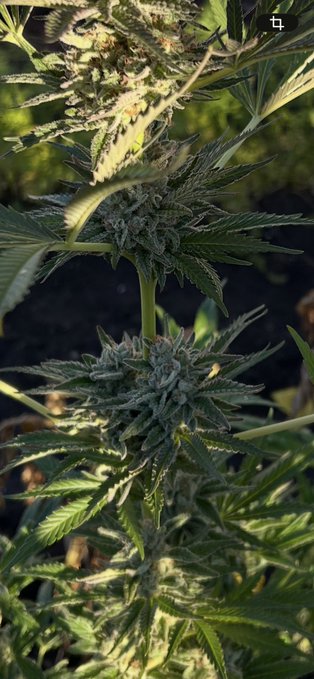A close-up photograph of a mature cannabis plant showing flowering buds (colas) with visible trichomes, illuminated by sunlight.