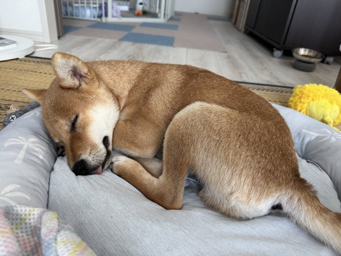 A Shiba Inu dog sleeping curled up in a gray pet bed, with a yellow plush toy visible in the background.