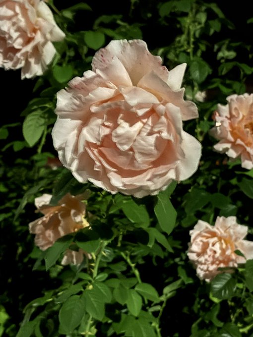 A close-up photograph of a pale pink peony-like rose in full bloom surrounded by green foliage.