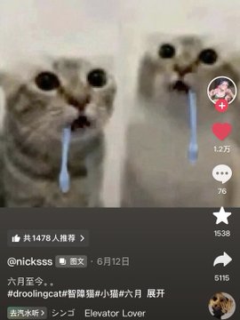 A TikTok video screenshot showing two cats with what appears to be drool or liquid dripping from their mouths, with the username @nickxss, dated June 12, and hashtags including #droolingcat.