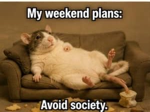 A meme showing a rat lying on its back on a small couch with the text 'My weekend plans:' above and 'Avoid society.' below.