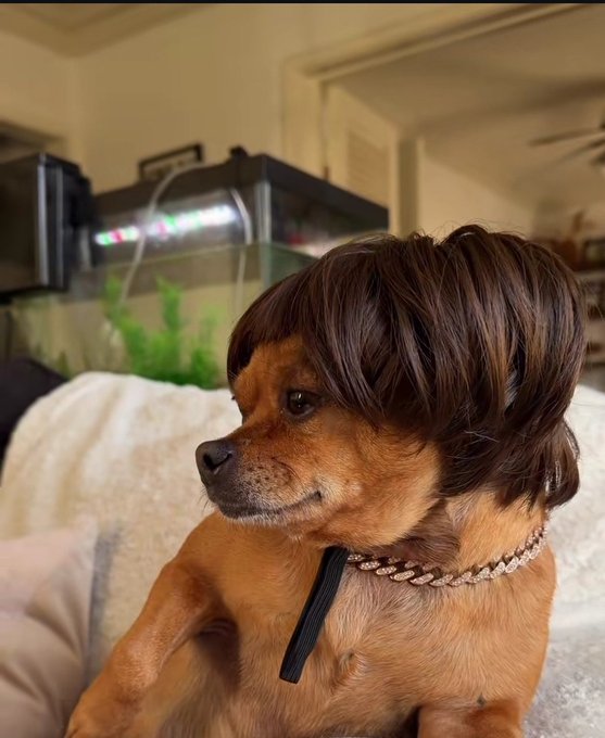 A small brown dog with long, choppy bangs covering its eyes wears a jeweled collar and sits indoors with an aquarium in the background.