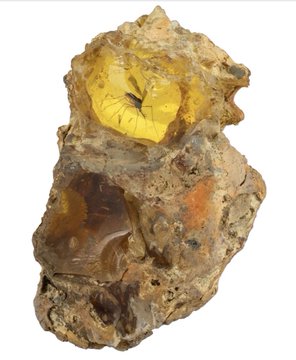 A specimen of rough amber or resin embedded in rock matrix, photographed against a white background.