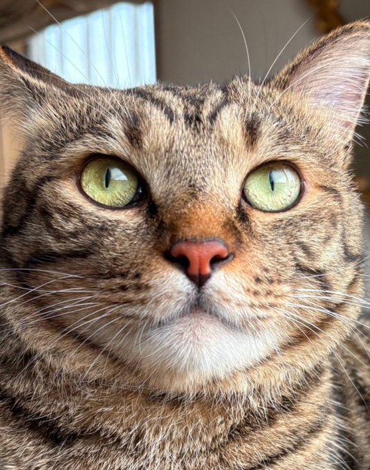 A close-up portrait of a brown tabby cat with striking green eyes and prominent whiskers, photographed in soft natural light.