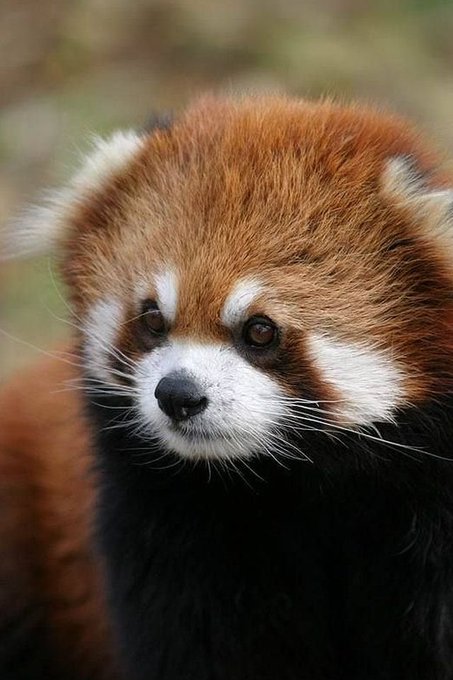 A close-up portrait of a red panda with its characteristic rust-colored fur, white facial markings, and dark eyes. The image doesn't show any text, numbers, or tickers, but its use alongside the post appears to symbolically reference "the Xoge pack" mentioned in the caption, with the red panda serving as a visual mascot for the crypto community being discussed.