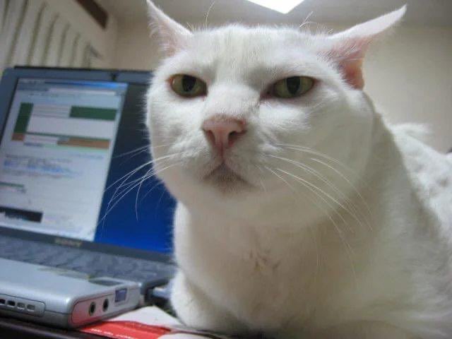 A close-up of a serious-looking white cat sitting in front of a Sony laptop displaying what appears to be a trading platform, humorously embodying the "$SeriousCat" meme of a focused crypto trader analyzing charts on Robinhood.