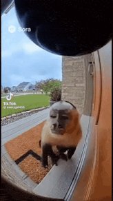 The image shows a monkey standing on a porch with its head tilted down towards the ground. A black ball is visible behind the monkey, which appears to be a part of an indoor setting such as a living room or bedroom. The caption reads "Focus on what is in the image and how it relates to the post #pep #explorers".