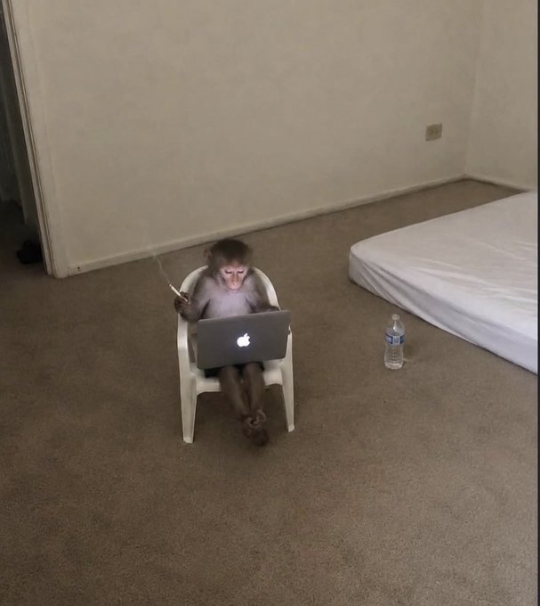 A humorous photo of a monkey sitting on a small white plastic chair in a bedroom, using a silver Apple MacBook laptop while smoking a cigarette, with a water bottle on the carpet nearby.