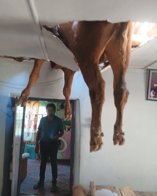 A brown bull has crashed through the ceiling of a home, its legs dangling into the room where a man stands in the doorway looking at the surreal scene. The caption "Friends, congratulations, the bull 🐂 has arrived :)" humorously confirms the unexpected bovine intruder has indeed made its dramatic entrance into the house.