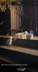 An advertisement labeled 'Glich' shows two cats lounging on a stone surface, with the tagline 'God sent me a lot of LUCK in real life' at the bottom.