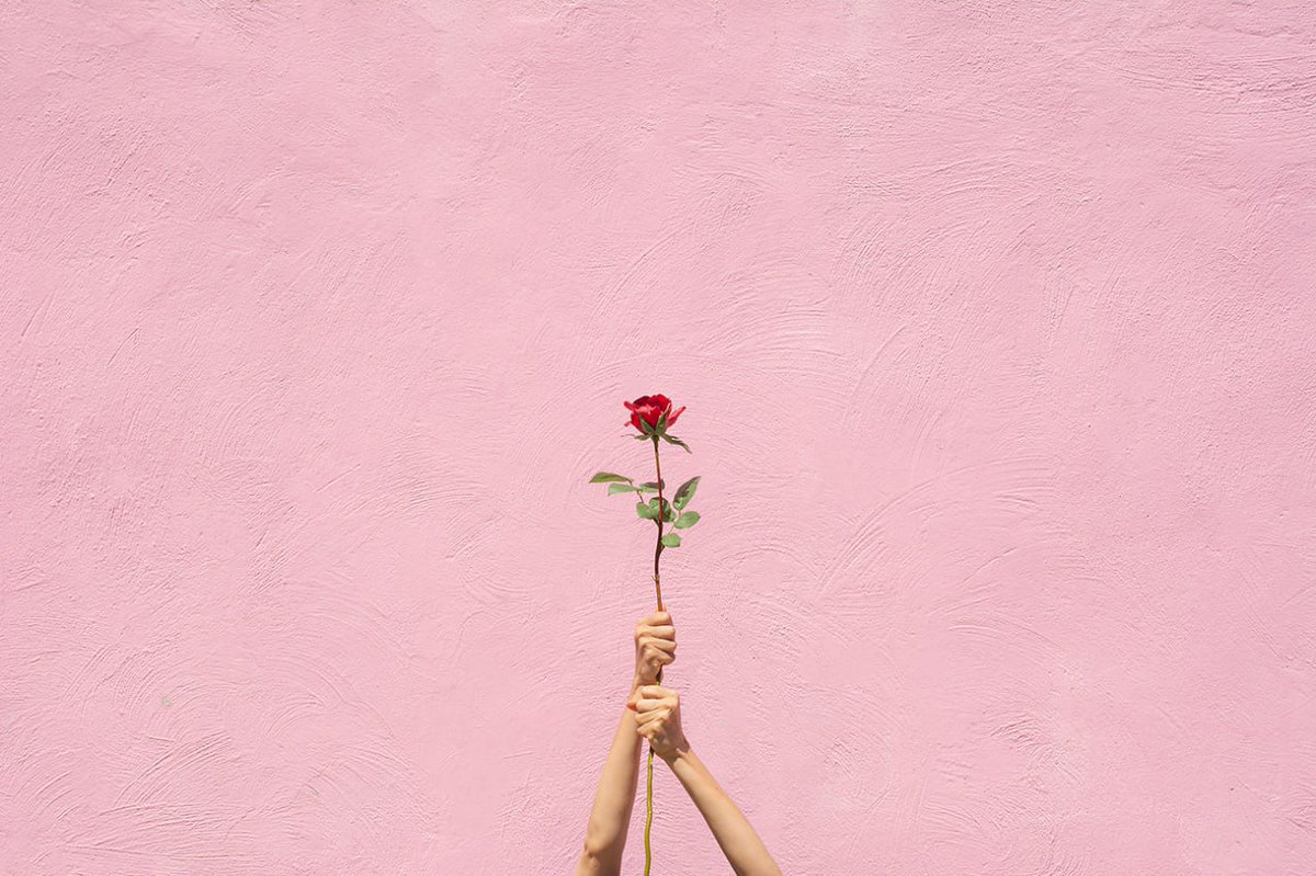 Two hands reach up from below to hold a single red rose against a textured pink wall background.