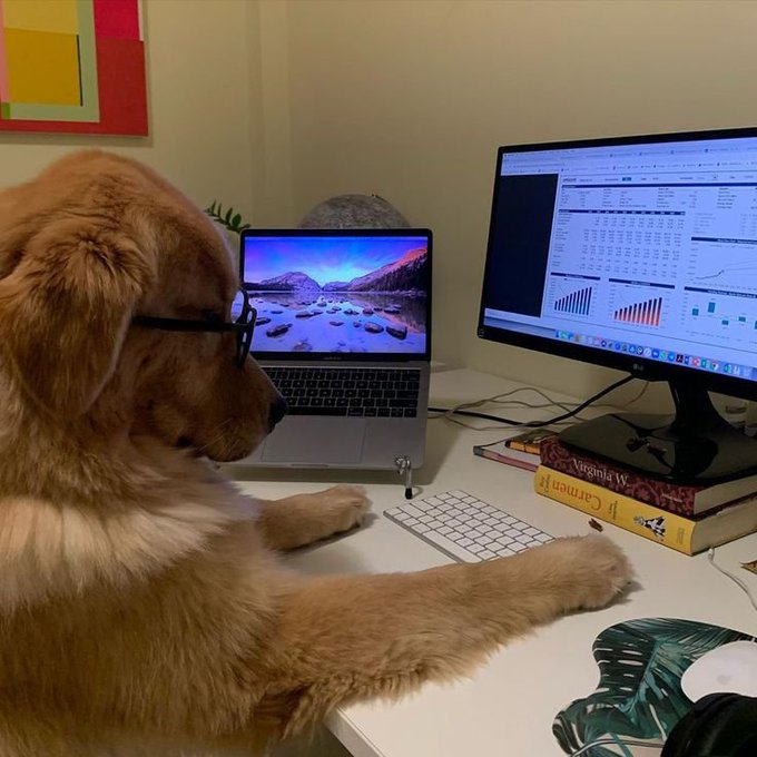 A golden retriever dog wearing glasses sits at a desk in front of a laptop and monitor displaying spreadsheets and graphs, with books stacked on the desk.