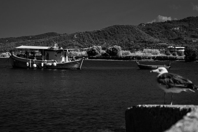 A black-and-white photograph shows a serene coastal scene with two small boats anchored in calm waters before rolling hills, while a seagull perches in the foreground on a weathered stone ledge. The image's nostalgic, timeless quality and tranquil harbor atmosphere evoke the contemplative mood implied by the title "Nostalgic Scene," complementing the monochrome edition's auction announcement.