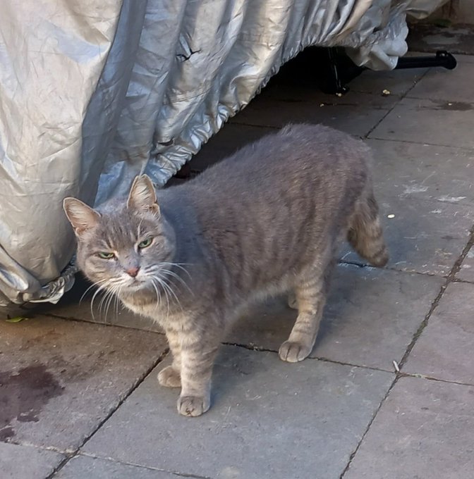 A gray tabby cat standing on stone paving tiles outdoors next to a silver reflective car cover.
