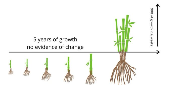 A bamboo growth diagram illustrates 5 years of dormant underground root development producing no visible change, followed by explosive 90 feet of growth in just 6 weeks, metaphorically representing how $TIBBIR (Ribbit's stealth play) has been quietly building for over 5 years before rapidly expanding to overtake its competitors like Robinhood chain.