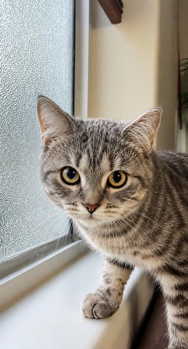 A close-up photograph of a gray tabby cat with striking yellow eyes looking directly at the camera while perched on a white windowsill.