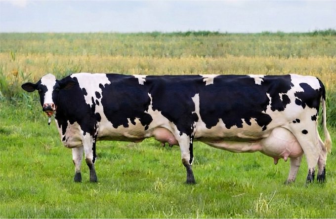 Two black and white Holstein cows standing side by side in a grassy field, showcasing the classic dairy breed with distinctive black-and-white patched markings. The image humorously represents the "cash cow" concept referenced in the post, where users are profiting from the Long ecosystem's spinoffs tied to $NVDA on Robinhood.