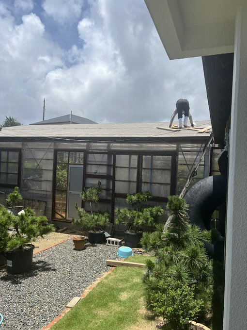 The image shows a man working on the roof of a greenhouse, surrounded by potted plants. The sky above appears cloudy, suggesting that it might be an overcast day or even raining. The scene captures the essence of gardening and maintenance work being carried out in this outdoor setting.