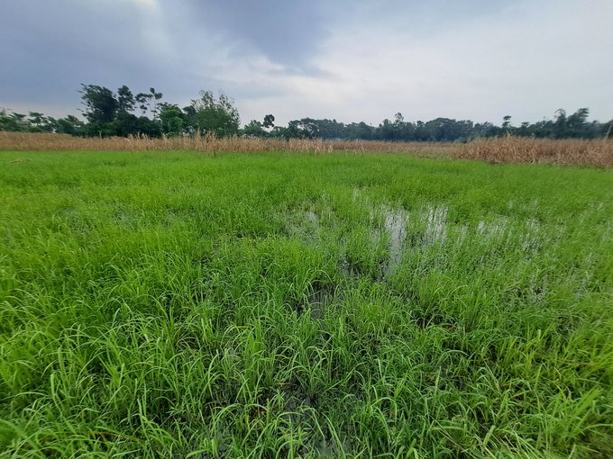 The image shows a large field of tall grass with a body of water nearby. The sky above appears cloudy, creating an overcast atmosphere. In the background, there are trees that add depth to the scene. The focus of the image seems to be on the natural beauty and tranquility of the landscape rather than any specific crypto project or post.
