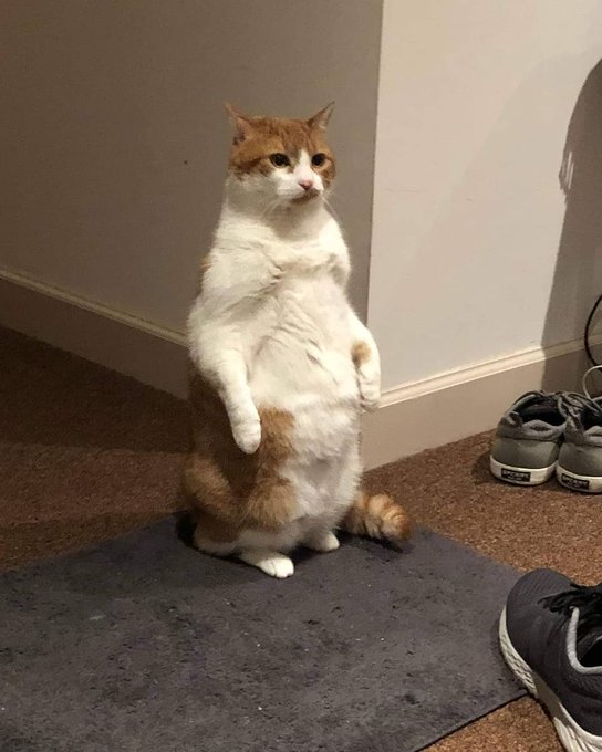 A plump orange and white cat stands upright on its hind legs on a gray doormat, looking intently upward, while a pair of gray Skechers sneakers rests nearby on the carpeted floor.