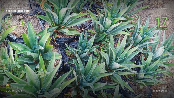 Agave or aloe plants growing in a garden, overlaid with a heads-up display graphic reading 'verified outdoors', 'JUL 20, 2026', '17', and 'tough grass'.