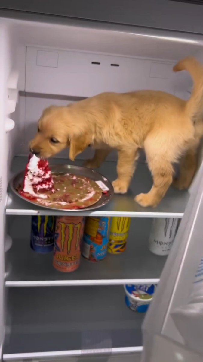 A golden retriever puppy stands on a shelf inside a refrigerator, eating what appears to be a slice of red velvet cake from a metal platter, with various Monster Energy drinks (including "Juice" flavors) stored on the shelf below.