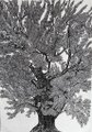 A black and white illustration of a tree, possibly an olive tree, with a thick trunk and dense foliage against a light sky.