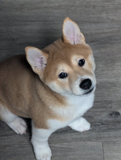 A Shiba Inu dog with tan and white fur sits on a gray wood floor, looking up at the camera with large dark eyes and perked ears.