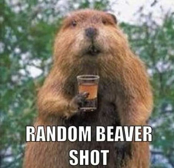 A meme features a beaver standing upright holding a glass of brown liquid, with the caption 'RANDOM BEAVER SHOT' at the bottom.
