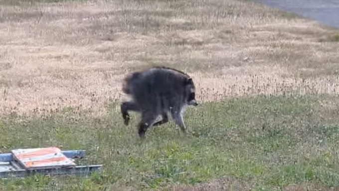 A black bear ambles across a grassy field near a partially visible road, appearing unbothered and going about its business on its own terms. 

The image humorously illustrates the post's message about bag work strategy—just like the bear, the poster isn't begging, complaining, or pushing; they're simply walking their own path and sharing the journey without pressure.