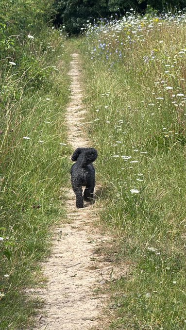 A small black poodle walking away down a dirt path surrounded by tall grass and wildflowers on a sunny day.