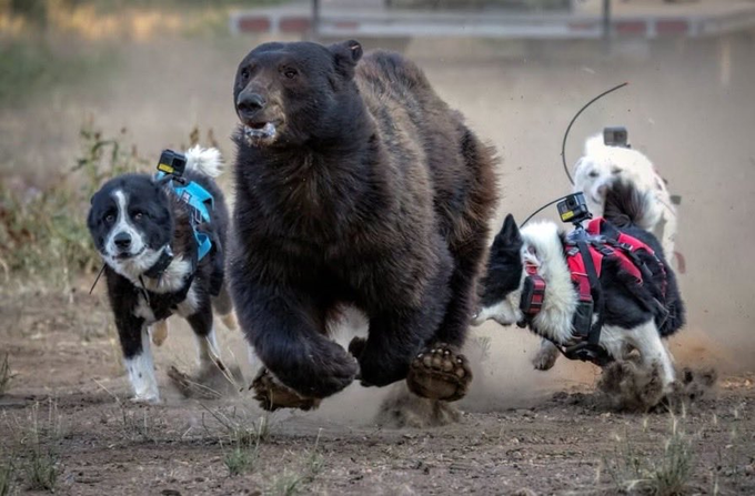 A large brown bear running through a dusty terrain while being chased by two border collies wearing camera harnesses.