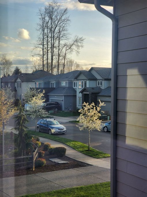 A view from a window overlooking a suburban street at dusk with houses, parked cars, and flowering trees in the front yards.
