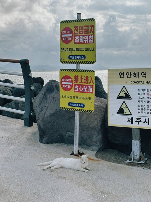 A white cat lying on the ground near a pole with multiple 'DO NOT ENTER' warning signs in Korean, Chinese, and English, placed against a large rock by the sea in Jeju.