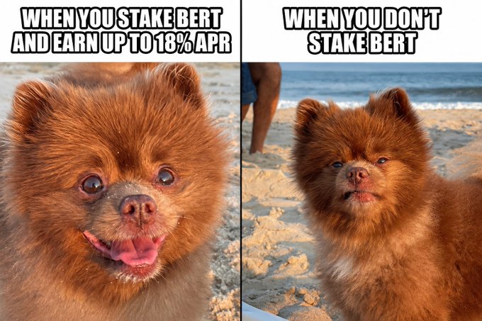 A side-by-side meme featuring a fluffy Pomeranian dog on a beach contrasts a happy, smiling pup labeled "WHEN YOU STAKE BERT AND EARN UP TO 18% APR" with a grumpy, frowning one labeled "WHEN YOU DON'T STAKE BERT," visually reinforcing the post's message that staking $Bert tokens (via stakingbert.global) at up to 18% APR will make BERT happy, while not staking earns his disapproval.