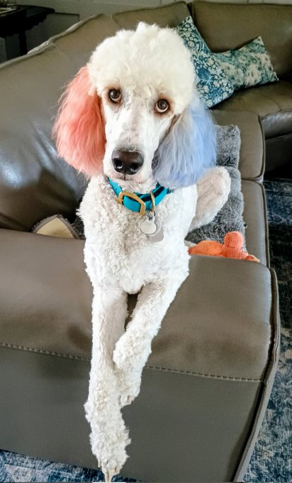 A white standard poodle with pink and blue dyed ears sits on a gray couch wearing a teal collar, next to an orange toy.