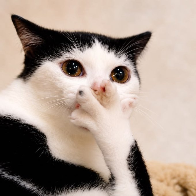 A close-up portrait of a black and white tuxedo cat looking directly at the camera with wide, expressive brown eyes and its paws raised near its face.