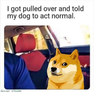 iced coffee with a "C" on the side, accompanied by a humorous text overlay about a dog's reaction to being pulled over.