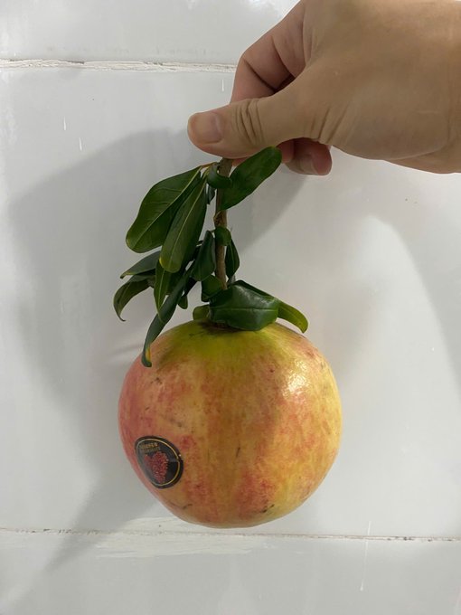 A hand holding a piece of fruit that appears to be a pomegranate-pear hybrid by its stem and leaves, displaying a mix of red and yellow-green skin against a white tiled wall.