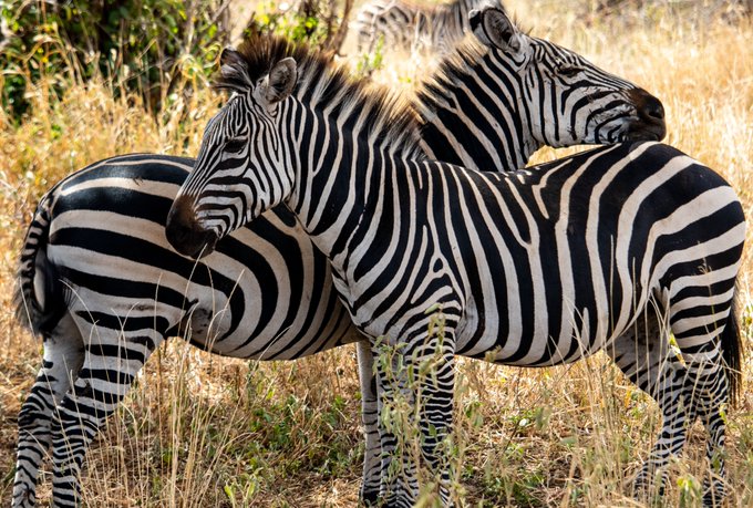 Two zebras stand close together in a dry, grassy savanna, with one resting its head on the other's back.
