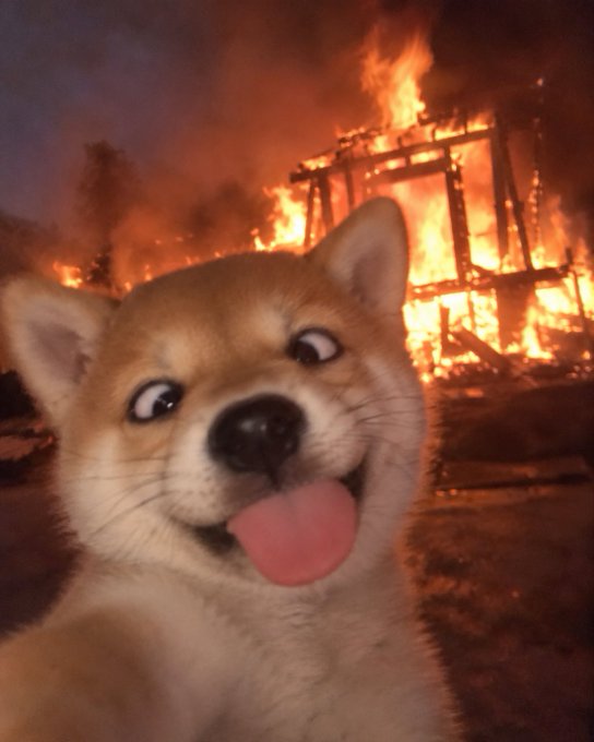A Shiba Inu dog with a wide-eyed expression and tongue sticking out, superimposed in front of a burning building.