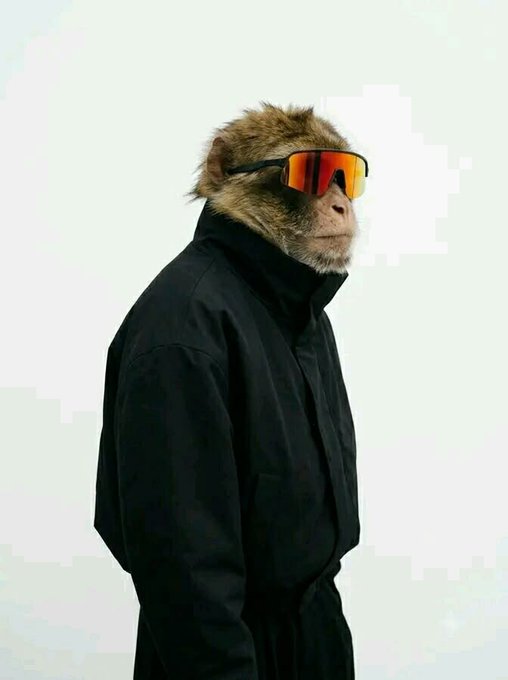 A monkey wearing orange-tinted ski goggles and an oversized black jacket stands in profile against a plain white background.