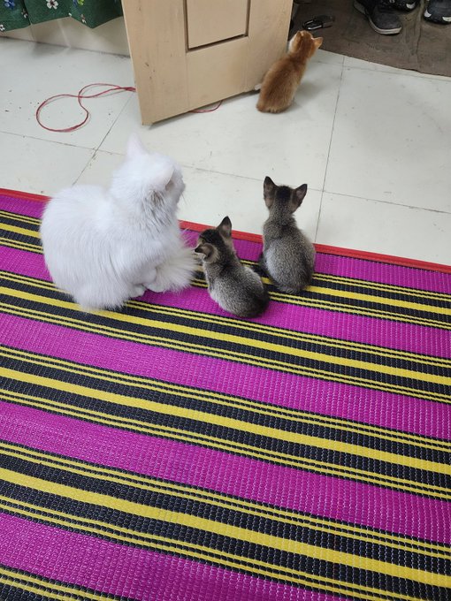 The image shows four cats—one fluffy white cat and three small kittens (two gray and one orange)—sitting together on a colorful pink, yellow, and black striped rug, playfully supporting the post's request to "hire" the kitty as a builder on the Base crypto project.