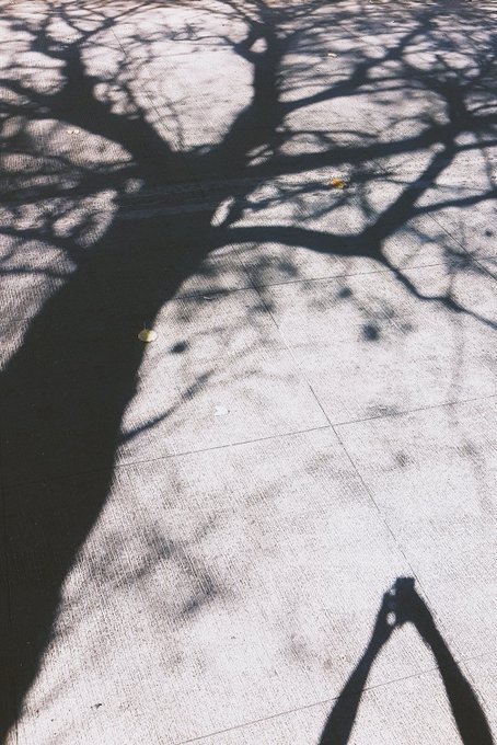 An artistic photograph showing the intricate shadow of a bare tree cast onto a tiled pavement, along with the shadow of the photographer holding a camera.