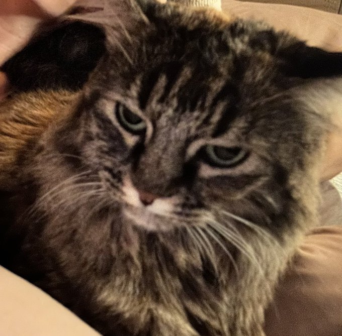 A close-up photo of a fluffy, dark tabby Persian-like cat with green eyes resting on a soft, tan-colored surface.