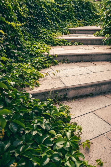 Stone steps and walkway in a lush garden overgrown with green ivy and foliage.
