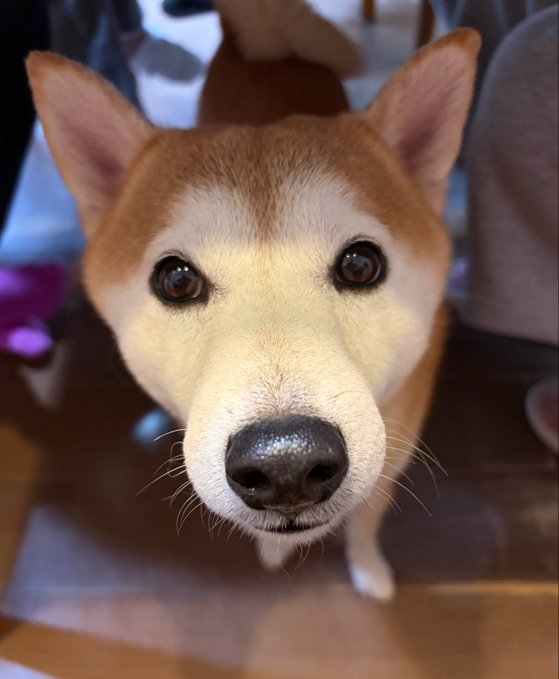 A Shiba Inu looks up at the camera from beneath a table, capturing the exact perspective described in the post with its alert, perked ears and curious brown eyes filling the frame.