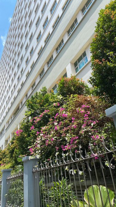 A photograph of a large flowering bush with pink and white blossoms behind a decorative metal fence, with a tall white multi-story building in the background.
