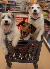 Three excited Jack Russell terriers—one with a brown head in the middle—sit in a shopping cart with the text 'Smoky dogs at Walmart.com' in the corner.