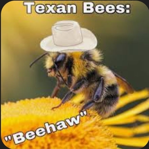 A meme image of a bumblebee on a yellow flower wearing a white cowboy hat, with the text 'Texan Bees:' at the top and '"Beehaw"' at the bottom.